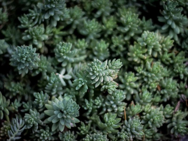 GSC Little College view 3